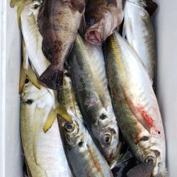 海龍丸（石川） 釣果