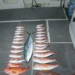 ARCADIAⅡ (アルカディアⅡ) 釣果