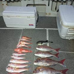 ARCADIAⅡ (アルカディアⅡ) 釣果