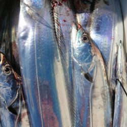 金沢八景鴨下丸 釣果