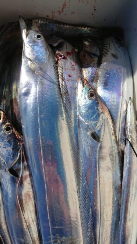 金沢八景鴨下丸 釣果