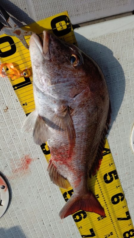 タイラバ遊漁船 ワンピース 釣果