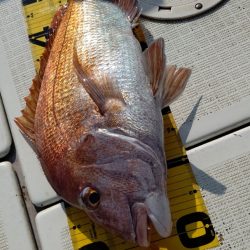 タイラバ遊漁船 ワンピース 釣果