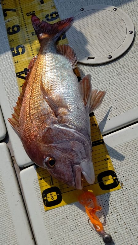 タイラバ遊漁船 ワンピース 釣果