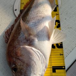 タイラバ遊漁船 ワンピース 釣果