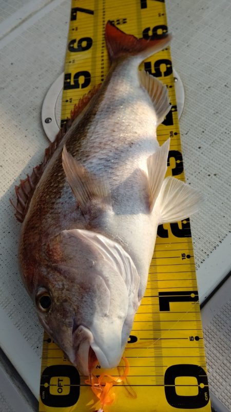 タイラバ遊漁船 ワンピース 釣果