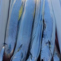 金沢八景鴨下丸 釣果