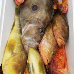 第二龍勢丸 釣果