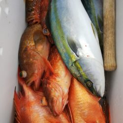 第二龍勢丸 釣果