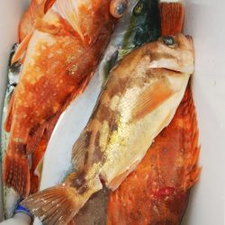 第二龍勢丸 釣果