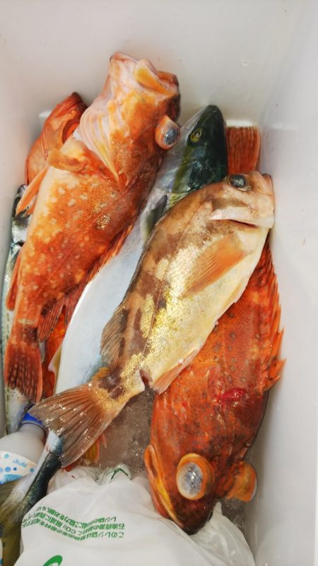 第二龍勢丸 釣果