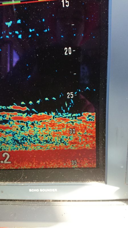 金沢八景鴨下丸 釣果