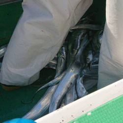 金沢八景鴨下丸 釣果