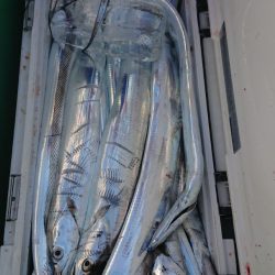 金沢八景鴨下丸 釣果