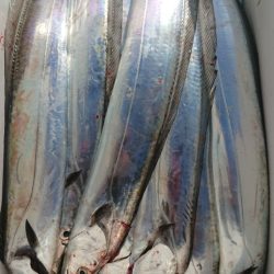 金沢八景鴨下丸 釣果