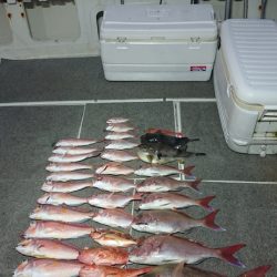 ARCADIAⅡ (アルカディアⅡ) 釣果