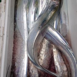 金沢八景鴨下丸 釣果