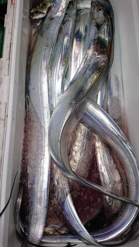 金沢八景鴨下丸 釣果