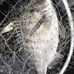 第二龍勢丸 釣果