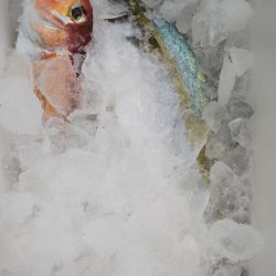 第二龍勢丸 釣果