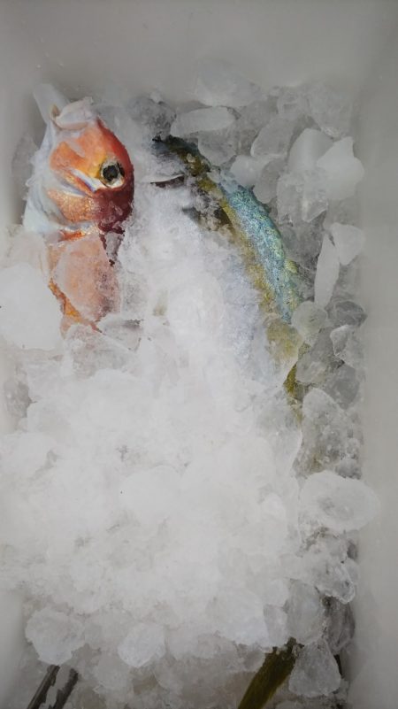 第二龍勢丸 釣果