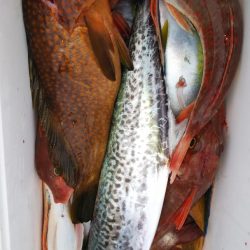 第二龍勢丸 釣果