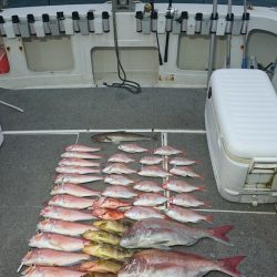 ARCADIAⅡ (アルカディアⅡ) 釣果