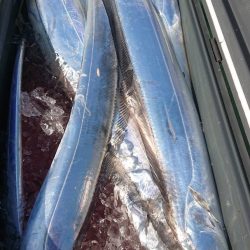 金沢八景鴨下丸 釣果