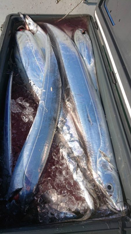 金沢八景鴨下丸 釣果