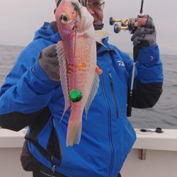 ARCADIAⅡ （アルカディアⅡ） 釣果