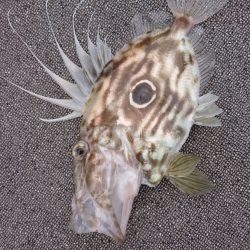 ARCADIAⅡ （アルカディアⅡ） 釣果