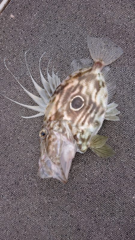 ARCADIAⅡ （アルカディアⅡ） 釣果