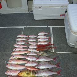 ARCADIAⅡ （アルカディアⅡ） 釣果