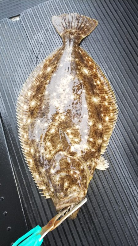 第二龍勢丸 釣果