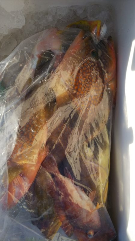 第二龍勢丸 釣果