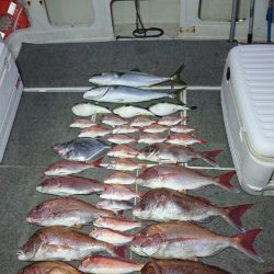 ARCADIAⅡ (アルカディアⅡ) 釣果