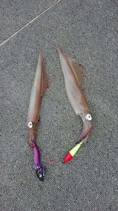 ARCADIAⅡ (アルカディアⅡ) 釣果