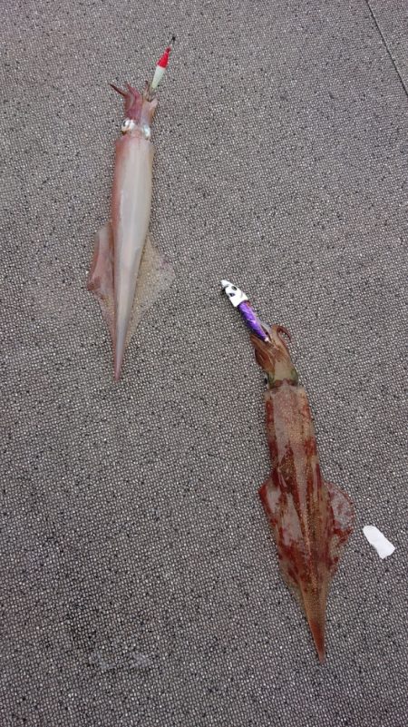 ARCADIAⅡ (アルカディアⅡ) 釣果