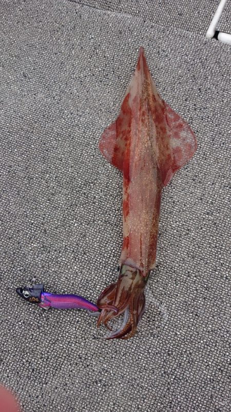 ARCADIAⅡ （アルカディアⅡ） 釣果…