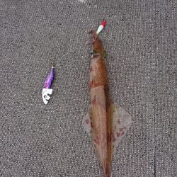 ARCADIAⅡ (アルカディアⅡ) 釣果