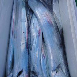 金沢八景鴨下丸 釣果