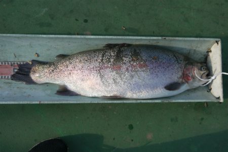 としまえんフィッシングエリア 釣果