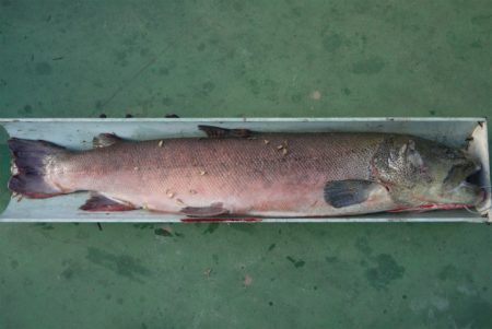 としまえんフィッシングエリア 釣果
