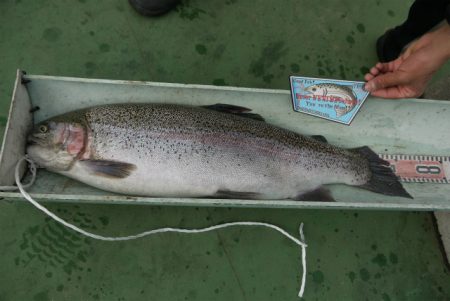 としまえんフィッシングエリア 釣果