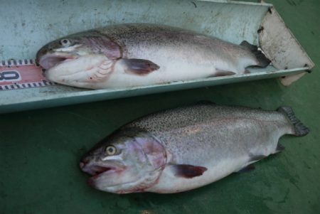 としまえんフィッシングエリア 釣果