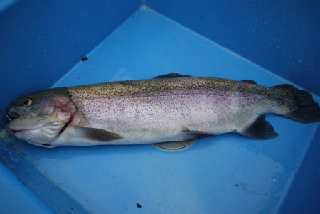 としまえんフィッシングエリア 釣果