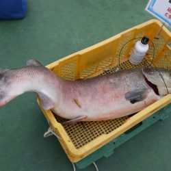 としまえんフィッシングエリア 釣果