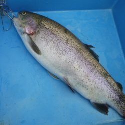 としまえんフィッシングエリア 釣果