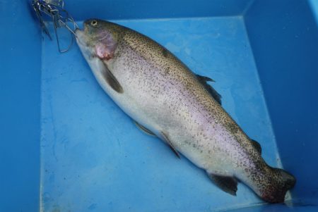 としまえんフィッシングエリア 釣果