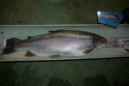 としまえんフィッシングエリア 釣果